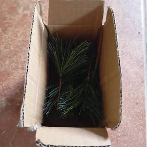 12pcs Artificial Pine Needle Branches review photo